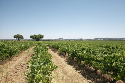 Winemaking